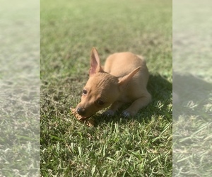 Cardigan Welsh Corgi-Chihuahua Mix Puppy for sale in WILLACOOCHEE, GA, USA