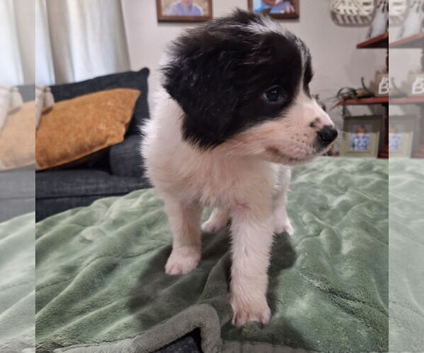 Medium Photo #5 Border Collie-Unknown Mix Puppy For Sale in Wakefield, RI, USA