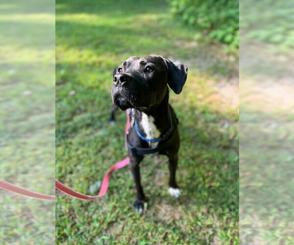 Medium Photo #13 American Pit Bull Terrier-Labrador Retriever Mix Puppy For Sale in Ellijay, GA, USA