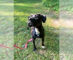 Small #12 American Pit Bull Terrier-Labrador Retriever Mix