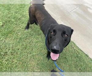 Labrador Retriever-Unknown Mix Dogs for adoption in Waco, TX, USA
