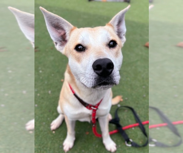 Medium Photo #1 Siberian Husky-Unknown Mix Puppy For Sale in Woodland, CA, USA