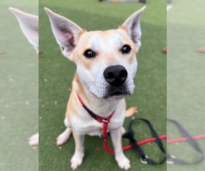 Siberian Husky-Unknown Mix Dogs for adoption in Woodland, CA, USA