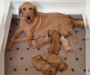Mother of the Labradoodle puppies born on 09/19/2022