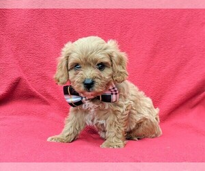 Cavachon-Poodle (Miniature) Mix Puppy for sale in BIRD IN HAND, PA, USA