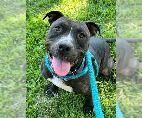 Medium Photo #1 Staffordshire Bull Terrier Puppy For Sale in Sacramento, CA, USA