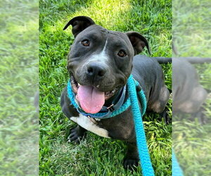 Staffordshire Bull Terrier Dogs for adoption in Sacramento, CA, USA