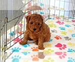 Small #7 Cavapoo mix (+ Poodle Miniature)