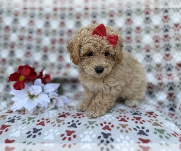 Medium Photo #7 Bichpoo Puppy For Sale in LAKELAND, FL, USA