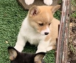 Puppy Red female 1 Pembroke Welsh Corgi