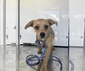 Mutt Dogs for adoption in Stockton, CA, USA