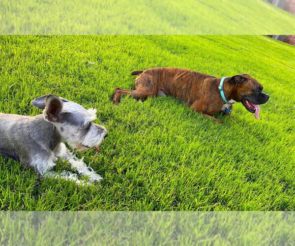 Medium Photo #3 Boxer Puppy For Sale in Austin, TX, USA