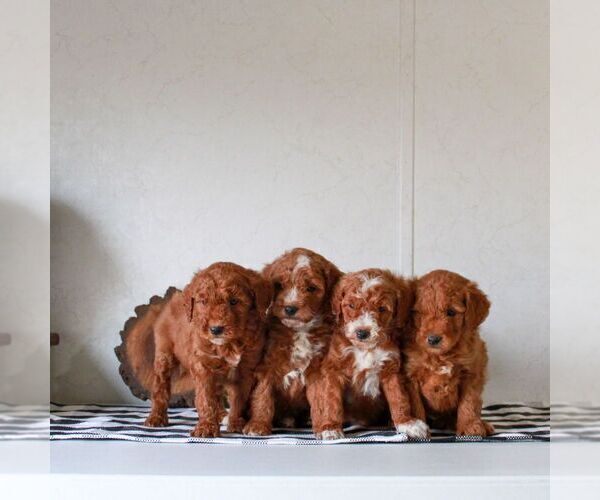 Medium Photo #2 Goldendoodle (Miniature) Puppy For Sale in LITITZ, PA, USA