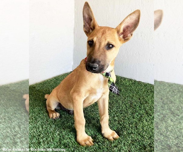 Medium Photo #3 Carolina Dog-Unknown Mix Puppy For Sale in San Diego, CA, USA