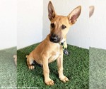 Small #2 Carolina Dog Mix
