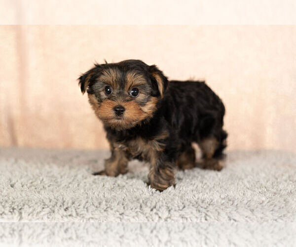 Full screen Photo #4 Yorkshire Terrier Puppy For Sale in NAPPANEE, IN, USA