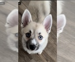 Small #80 Pomsky
