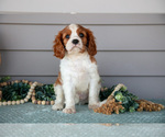Small #1 Cavalier King Charles Spaniel