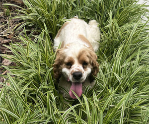 Father of the Cocker Spaniel puppies born on 07/17/2025