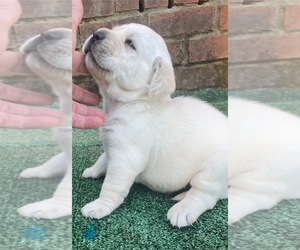 Labrador Retriever Puppy for sale in OSYKA, MS, USA