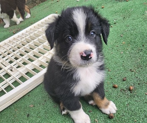 Medium Photo #3 Australian Shepherd Puppy For Sale in NELSON, VA, USA