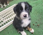 Small Photo #3 Australian Shepherd Puppy For Sale in NELSON, VA, USA