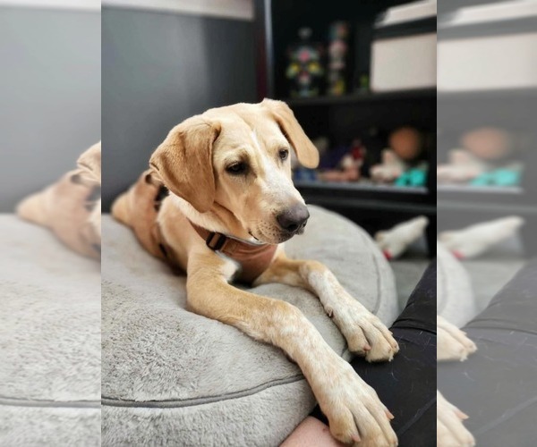 Medium Photo #3 Anatolian Shepherd-Labrador Retriever Mix Puppy For Sale in Fultonham, NY, USA