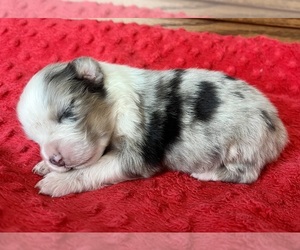 Australian Shepherd Puppy for sale in LODA, IL, USA
