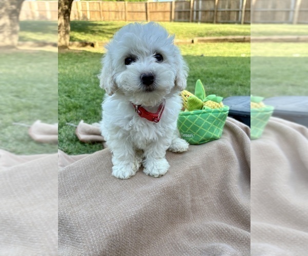 Medium Photo #4 Poodle (Miniature) Puppy For Sale in CARROLLTON, TX, USA