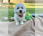 Puppy Tianna Poodle (Miniature)