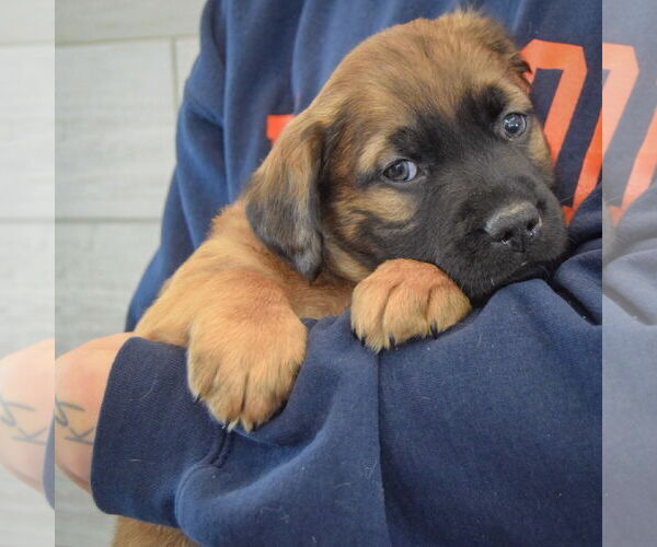 Medium Photo #4 Colonial Cocker Spaniel-German Shepherd Dog Mix Puppy For Sale in Huntley, IL, USA