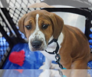 Mutt Dogs for adoption in Holly Springs, NC, USA