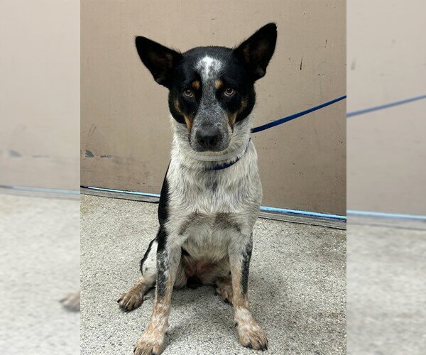 Medium Photo #1 Mutt Puppy For Sale in Conroe, TX, USA