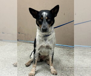 Mutt Dogs for adoption in Conroe, TX, USA