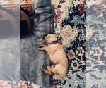 Small Photo #10 Golden Retriever Puppy For Sale in VALDOSTA, GA, USA