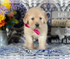 Golden Retriever Puppy for sale in LANCASTER, PA, USA