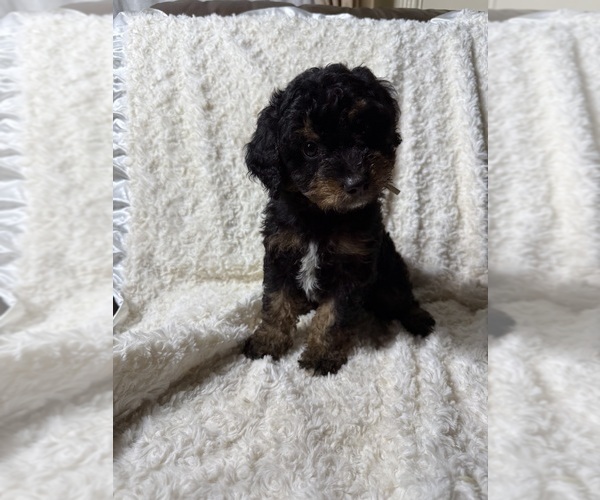 Medium Photo #9 Aussiedoodle Miniature  Puppy For Sale in BUFORD, GA, USA