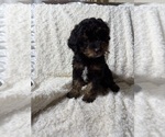 Small Photo #9 Aussiedoodle Miniature  Puppy For Sale in BUFORD, GA, USA