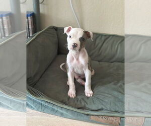 Medium American Pit Bull Terrier Mix