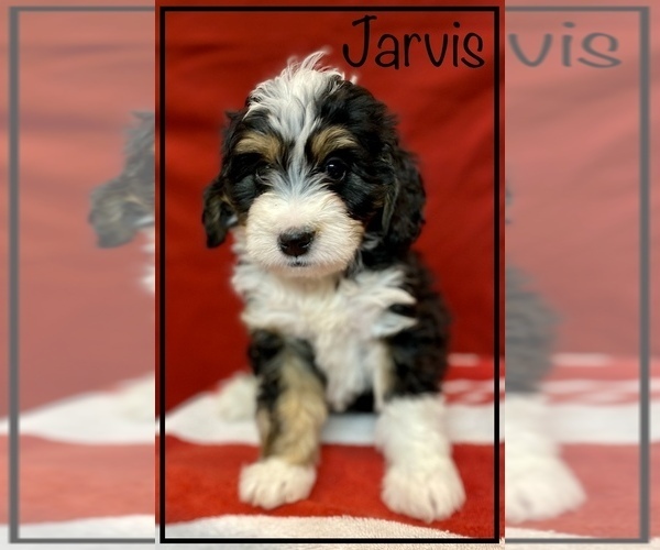 Medium Photo #3 Miniature Bernedoodle Puppy For Sale in STONE CREEK, OH, USA
