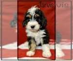 Small Photo #3 Miniature Bernedoodle Puppy For Sale in STONE CREEK, OH, USA
