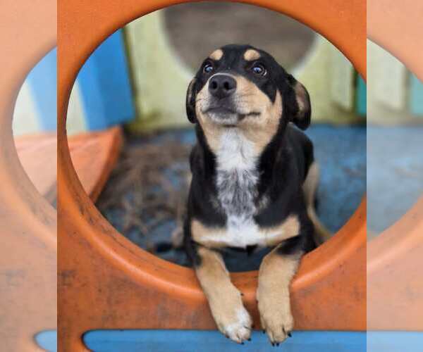 Medium Photo #2 Australian Kelpie-Unknown Mix Puppy For Sale in Anniston, AL, USA