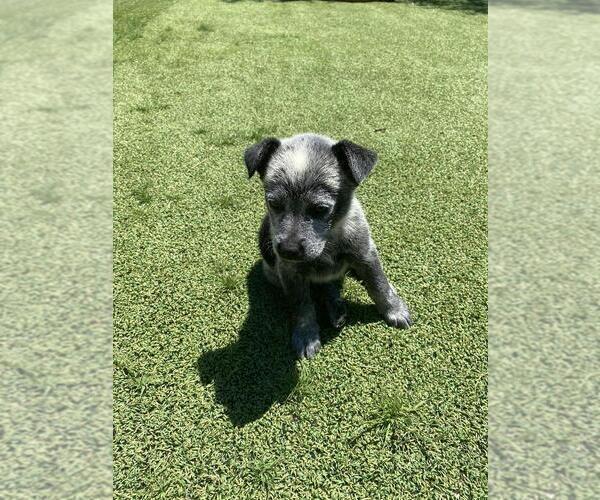 Medium Photo #2 Australian Cattle Dog Puppy For Sale in BRIGGSDALE, CO, USA