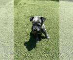 Small #1 Australian Cattle Dog