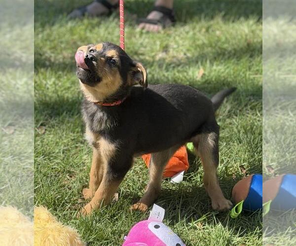 Medium Photo #4 Mutt Puppy For Sale in Yardley, PA, USA