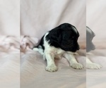 Oreo - Female Bernedoodle (Miniature) Puppy for Sale - Photo #15
