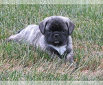 Small Photo #2 Jug Puppy For Sale in MOUNT SOLON, VA, USA