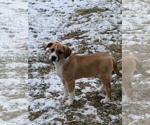 Shepradors Dogs for adoption in Polson, MT, USA