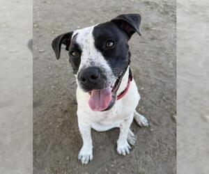 Texas Heeler Dogs for adoption in Bakersfield, CA, USA