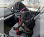 Small #26 American Pit Bull Terrier Mix
